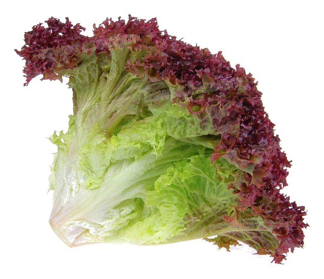 SALADE LOLO ROUGE PIECE