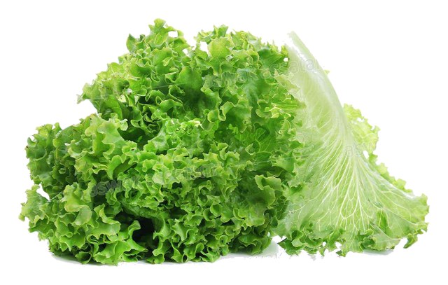 SALADE LOLO VERT PIECE
