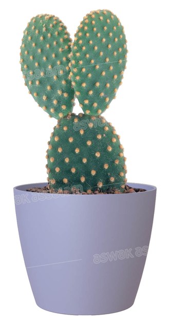 POT DE FLEURS LAVANDE 9CM SAN REMO